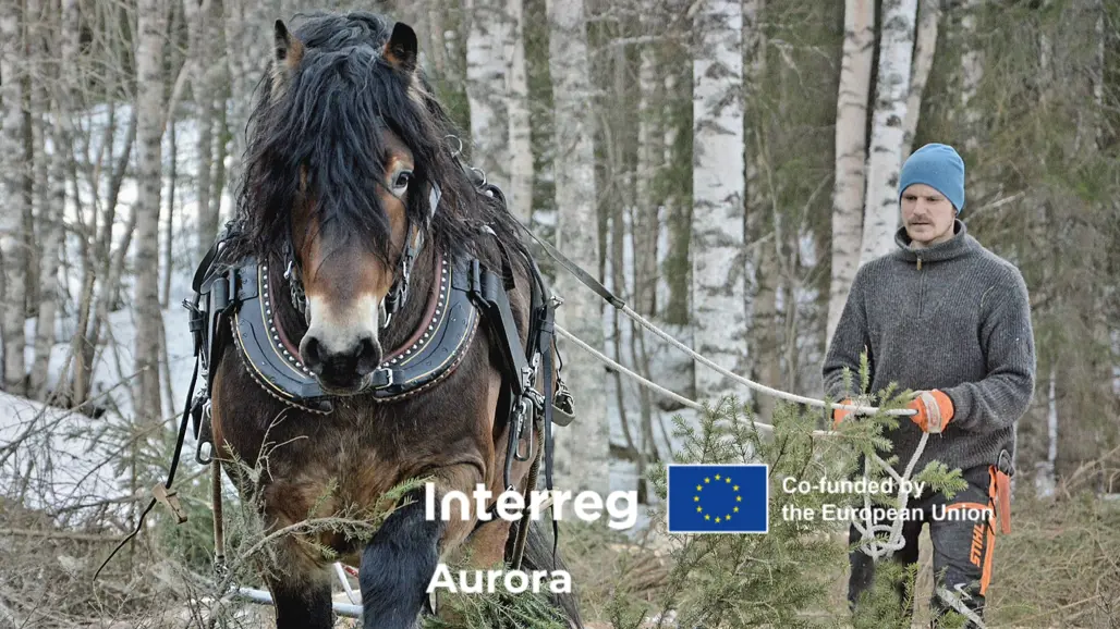 Häst med förare i skogen inklusive interreg aurora logo