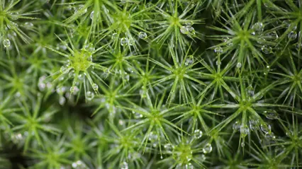 Moss closeup