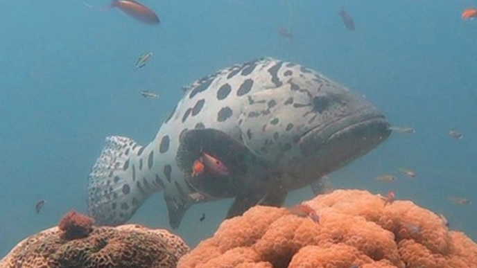 Undervattensbild från ett korallrev med en stor fläckig fisk, en potatisgrouper, i centrum. Mindre färgglada fiskar simmar runt, och koraller i förgrunden visar olika strukturer och färger.