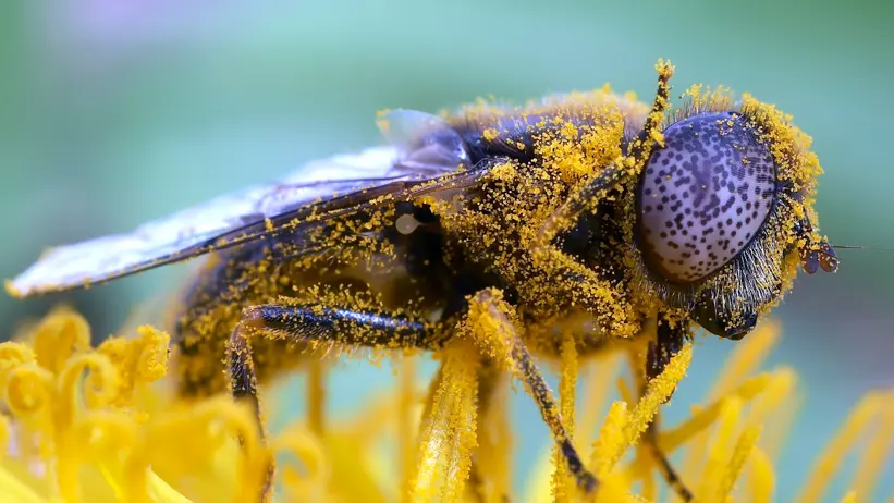 Fluga täckt med gul pollen, sittande på gul blomma. Foto
