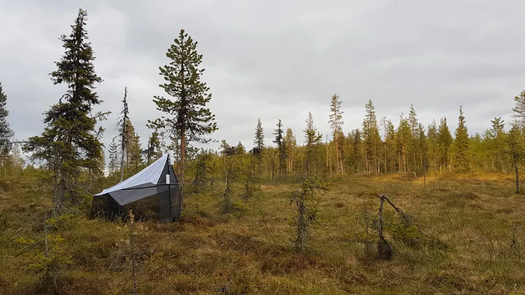 Insektsfälla på skogsmyr. Foto