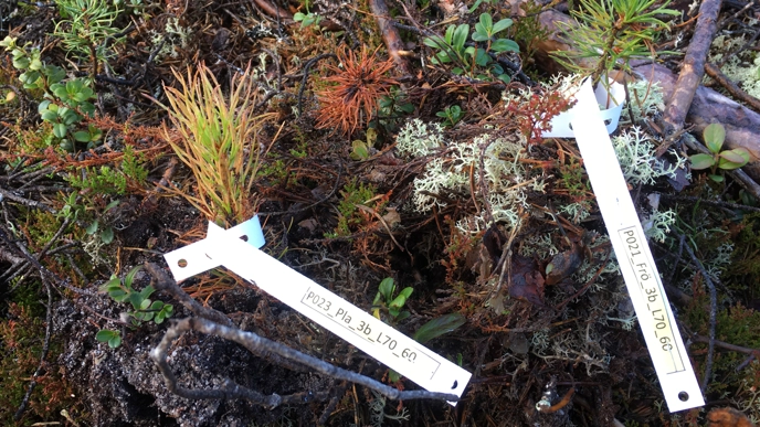Two pine seedlings in woodland with patches around the trunk. Photo.