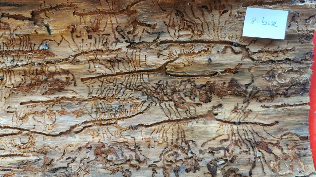 Gångar orsakade av granbarkborre under bark. Foto.