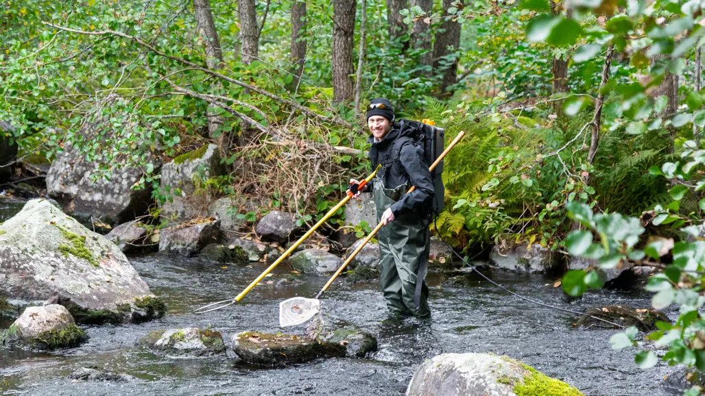 En grupp personer i vadarstövlar utför elfiske i en liten bäck omgiven av grönskande skog.