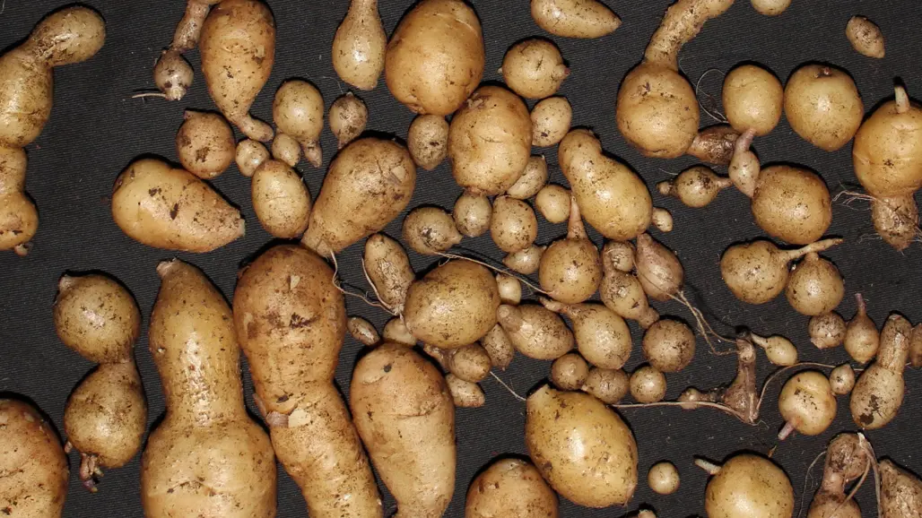 GM potatis