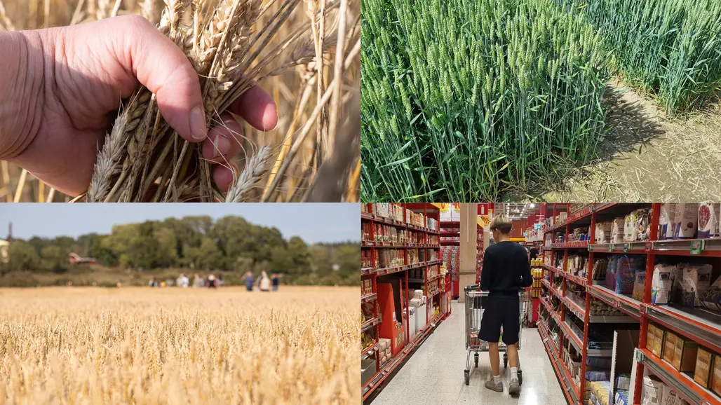A collage of four images. Three of wheat and one of a person pulling a shopping cart past store shelves.