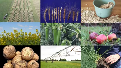 Image collage with nine different photos of crops and agricultural fields.