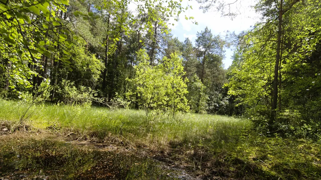 Bild på skog