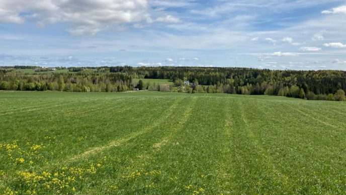 A lay field.