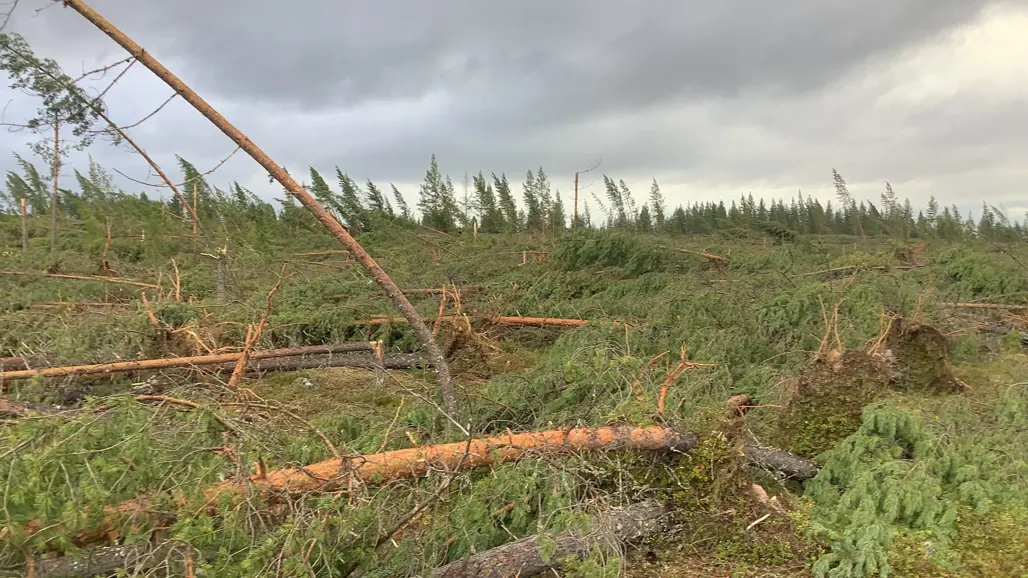 Stormskadad skog. Foto.