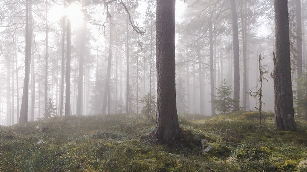 tALLSKOG I DIMMA