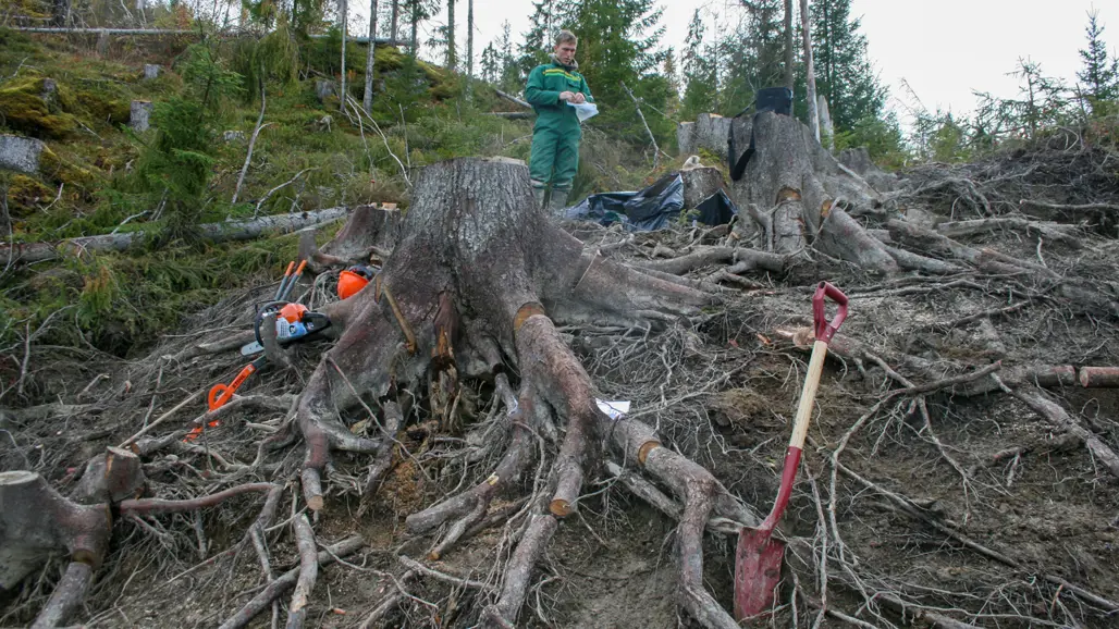 A person with root systems in the forest. Photo.