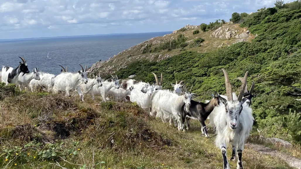 En grupp getter på rad mellan kullar, havet i bakgrunden. Foto.