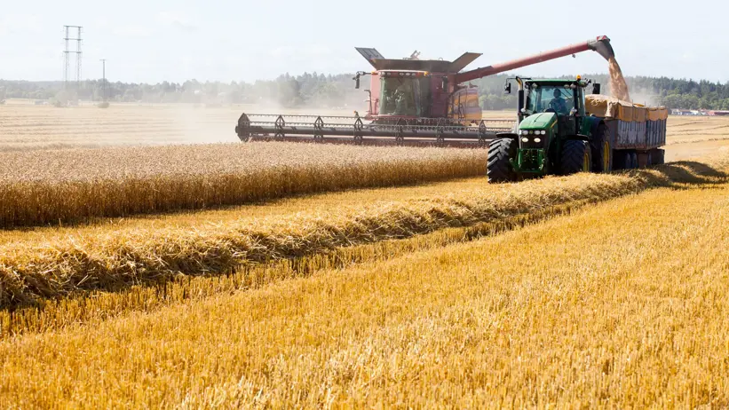 The SLU Agricultural Operations Unit harvesting winter wheat.