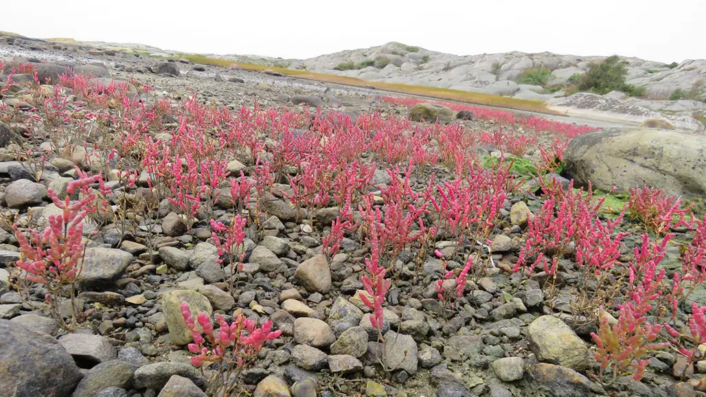 Röda blommor på stenig bakgrund. Foto