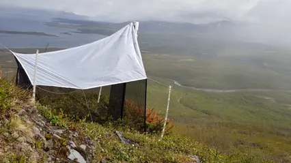 Tältliknande insektsfälla uppe på fjäll. Foto