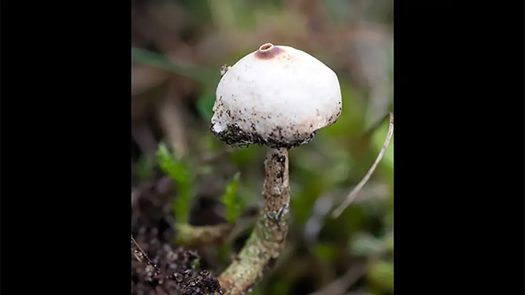 Vit svamp. foto