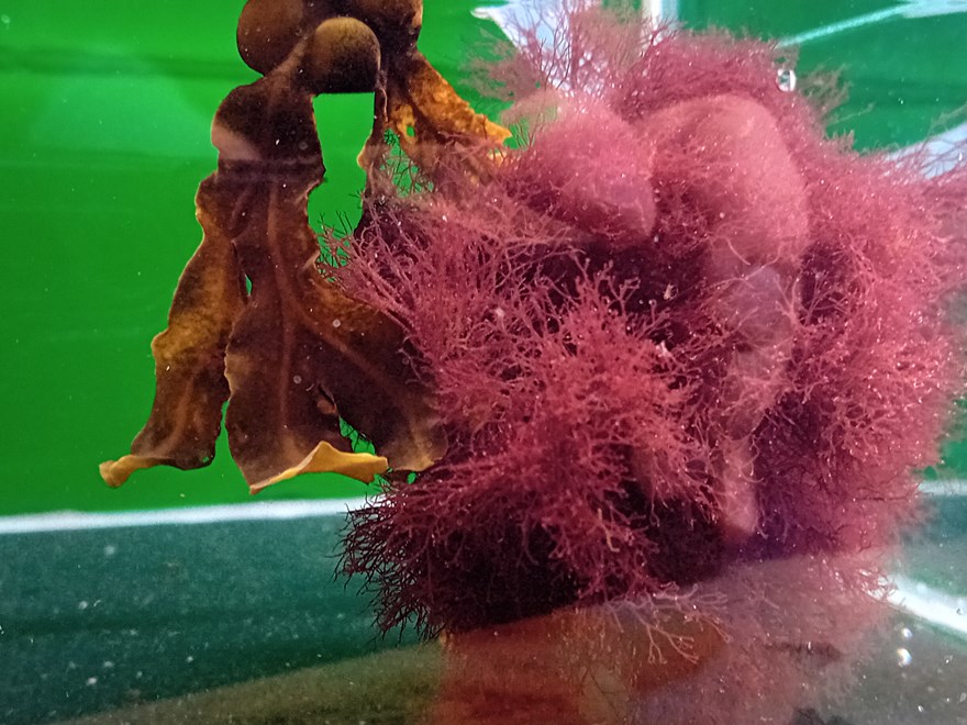 Ceramium tenuicorne