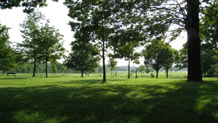 Träd i en park