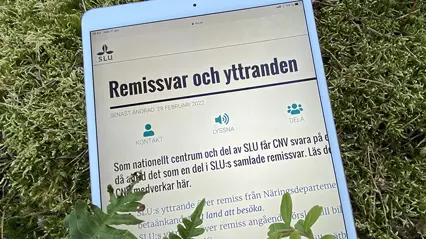 Läsplatt i gräset