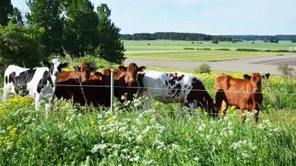 Fyra kvigor i en hage. Foto.