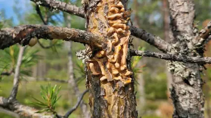 Scots pine blister rust. Photo.