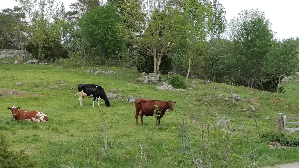 Kor på bete