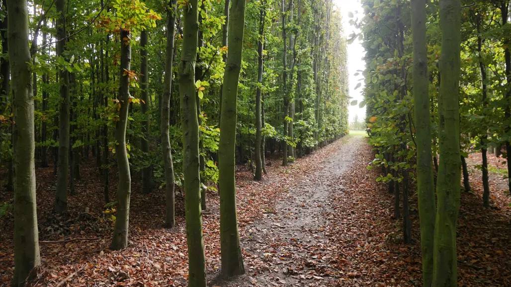 En grön park