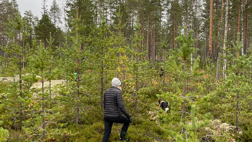 En kvinna med hund på väg in på myr. Landskapet är höstfärgat och fler människor skymtar bland de små träden.