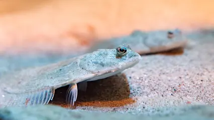 Två skrubbskäddor (Platichthys flesus) ligger kamouflerade mot havsbotten. Deras ögon sticker upp ovanför kroppen och de är väl anpassade till det bottennära livet.