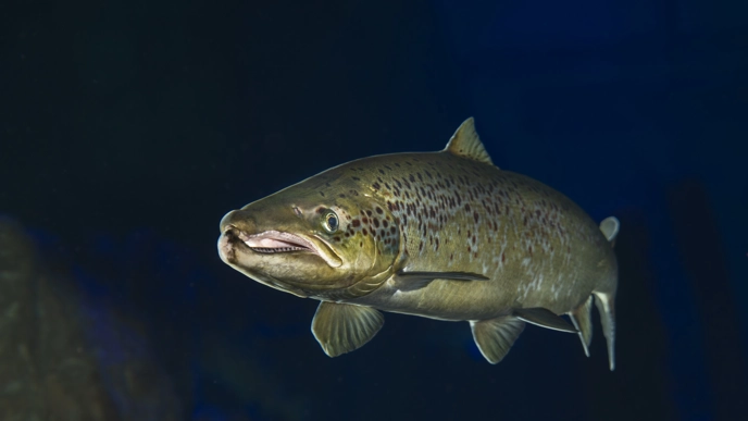 Atlantlax (Salmo salar) simmar i mörkt vatten, med tydliga prickar längs kroppen och kraftig underkäke.