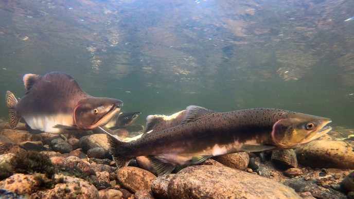 Lekande puckellaxar (Oncorhynchus gorbuscha) simmar över en stenig botten i klart sötvatten. En hanne med puckel syns tydligt till vänster i bilden.
