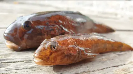 Svartmunnad smörbult (Neogobius melanostomus)