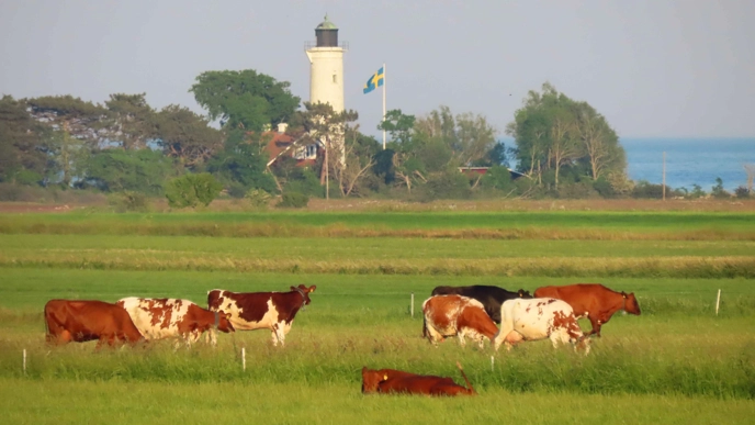 Några mjölkkor på bete med en fyr och en svensk flagga i bakgrunden. Foto Lotta Berg.