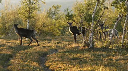 Några renar som betar bakom några träd sommartid. Foto: Anna Skarin.