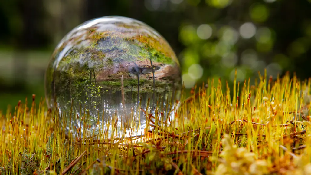 A glass ball lying in moss with red capsule stalks in a forest. In the glass ball tall trees are reflected.