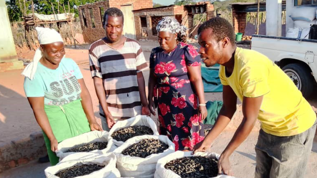 Four persons standing round bags of edible insects