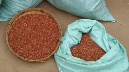 Sorghum ready for selling